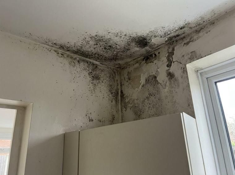Black mold spreading across the corner where a kitchen wall meets the ceiling, circled in red